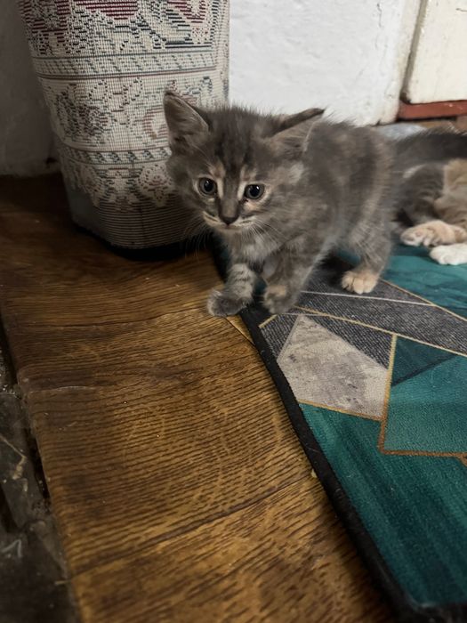 кошка мышеловка и ее котята