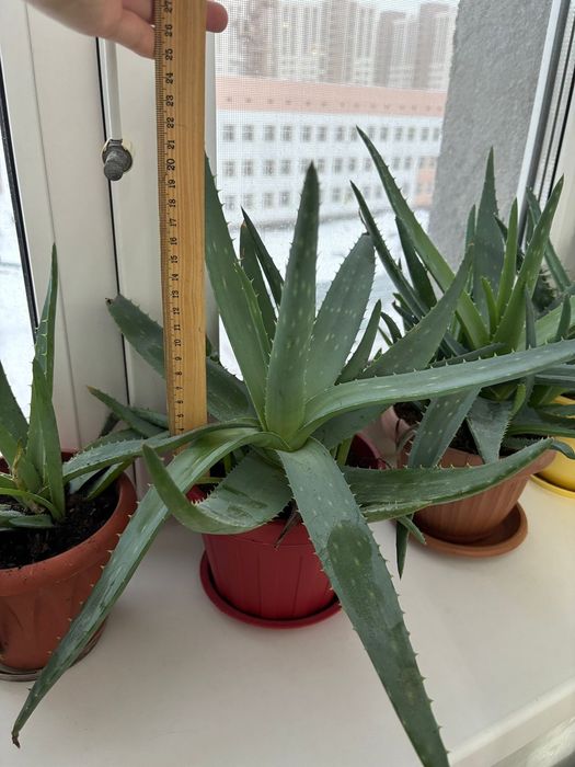Продам алое вера и алое столетники