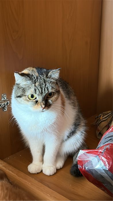Отдам котов, бесплатно