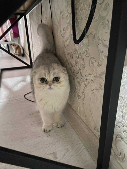 шотландская вислоушка