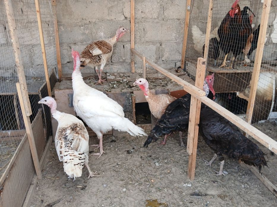 Kurkalar sotiladi modalar 400 ming narlar 500 ming sog'lom