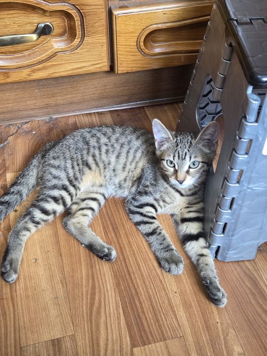 Отдам котёнка, девочку