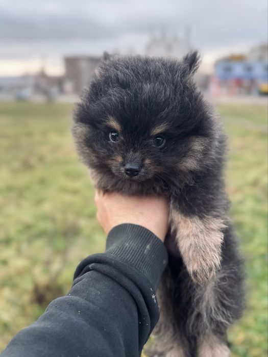 Мъжки померан шпиц