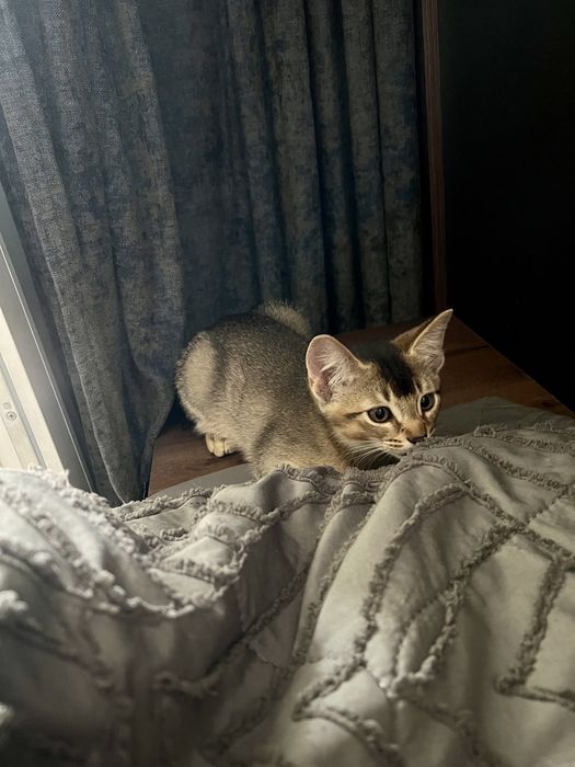 Дерзкие котята Чаузи