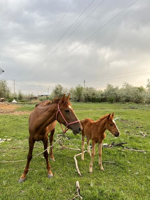 Бие сатылады срочна