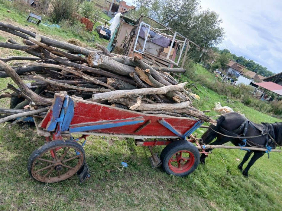 De vînzare harmasar de 5 ani