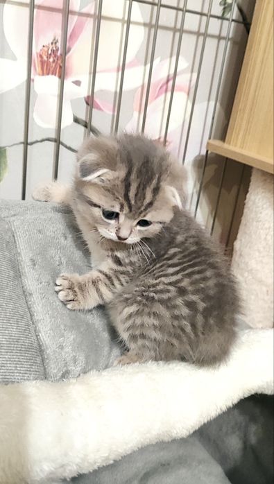 Бронь на котяток!