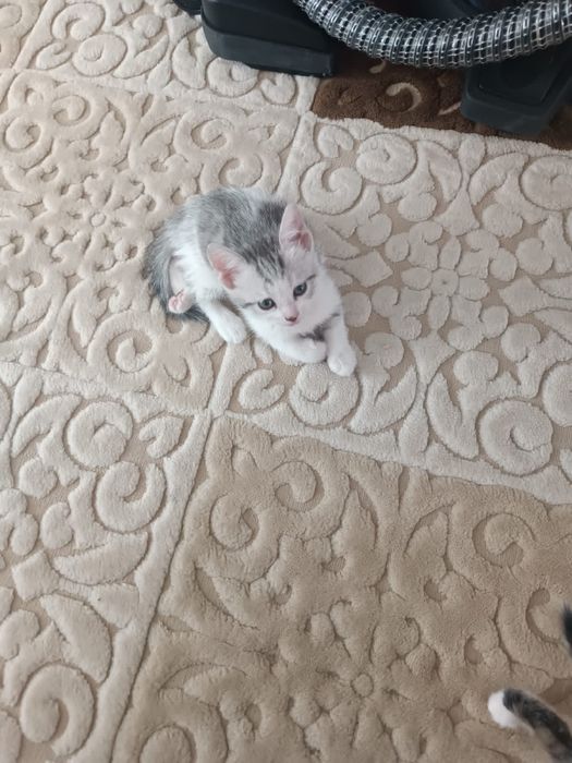 Шотландский кошка продается Атырау