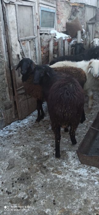 Продам баранов откормленых