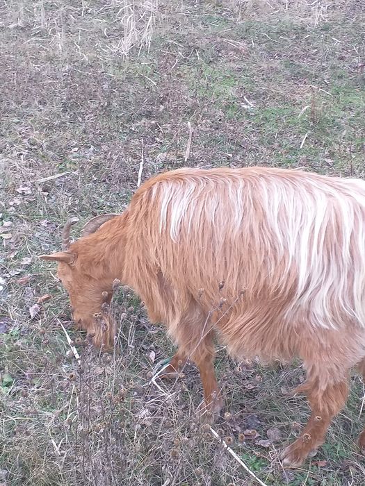 Vând capre gestante,de lapte