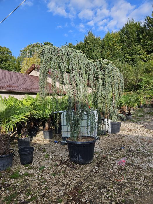 Cedru pendular. Pom pon. Toate dimensiunile