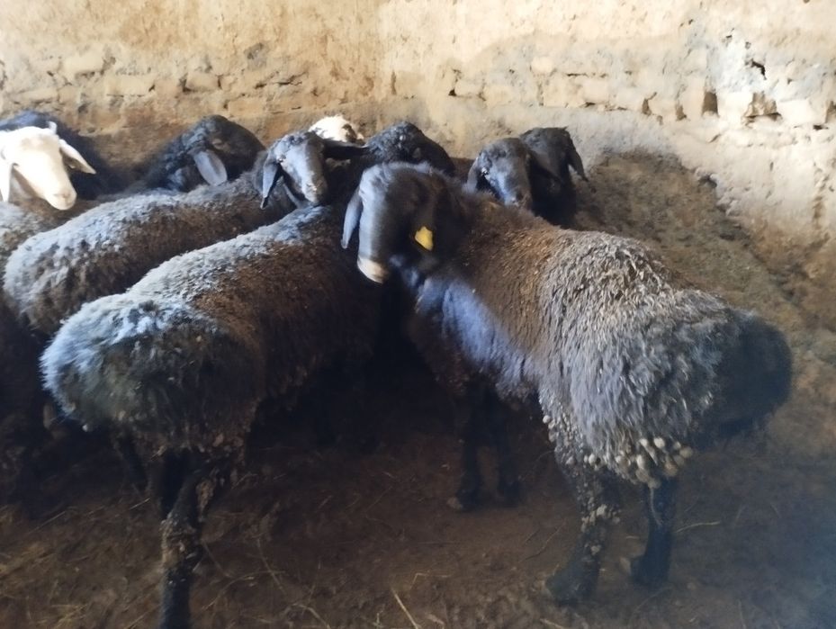 Қошқар гиссар парода