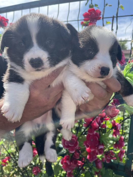 Вельш корги кардиган