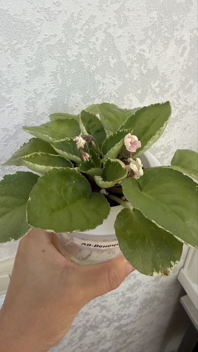 Продам сортовые фиалки