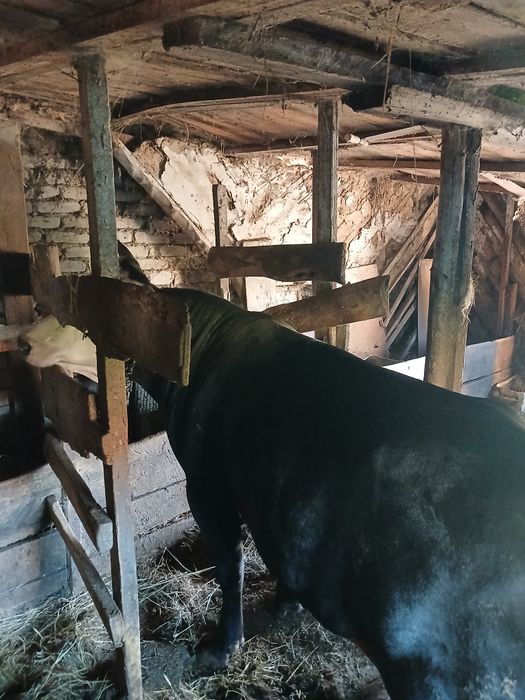 Продам быка с откорма возраст 1.7