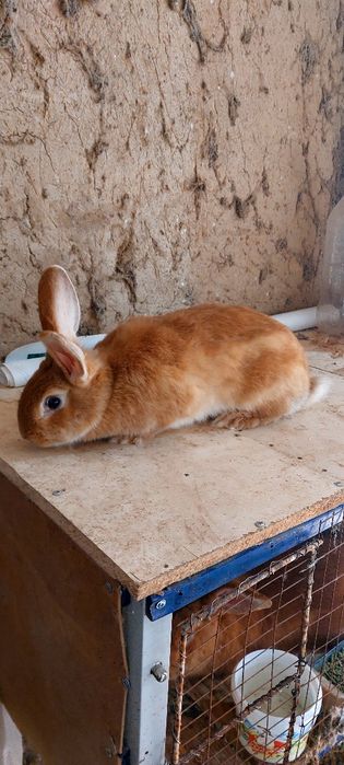 Кролик бургун самка