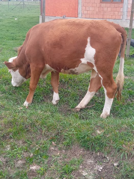 Vand juninca gestanta cu taur aubrac, vârstă doi ani