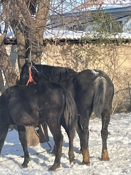 Продаётся кобыла с жеребёнком жерёбая