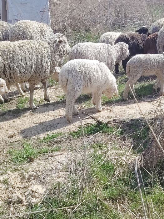 Бараны ягненок козы