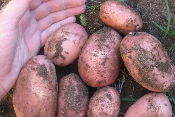 Картофель дачный