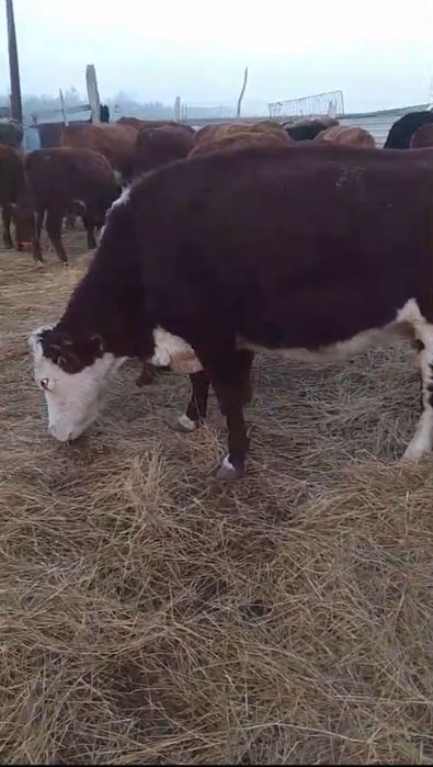 Продаю коров 3 головы