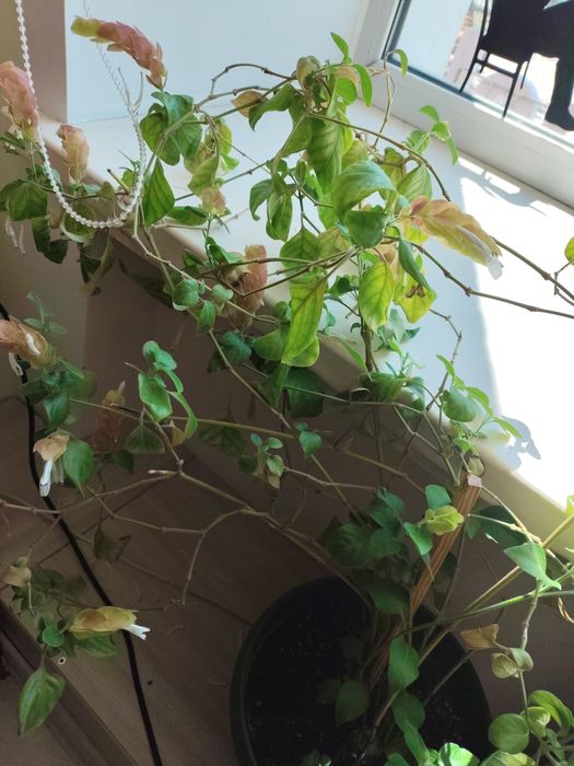 Размер 38,цена 5000 тенге. Цветы