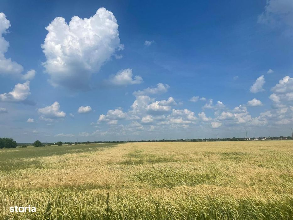 Vanzare teren intravilan Cernica_Tânganu, lot 954mp