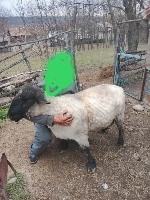 Berbec de rasă suffolk