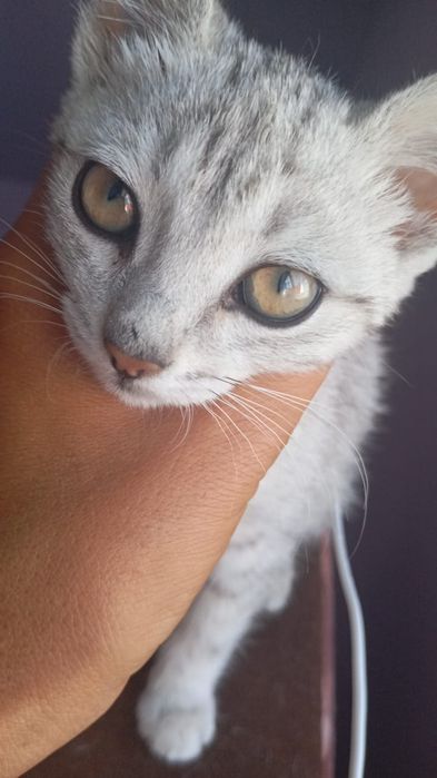 Кот кошка котенок