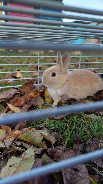 iepuri cap de leu pitic