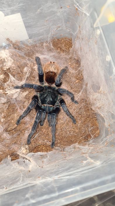 Tarantule/Scorpion de vânzare