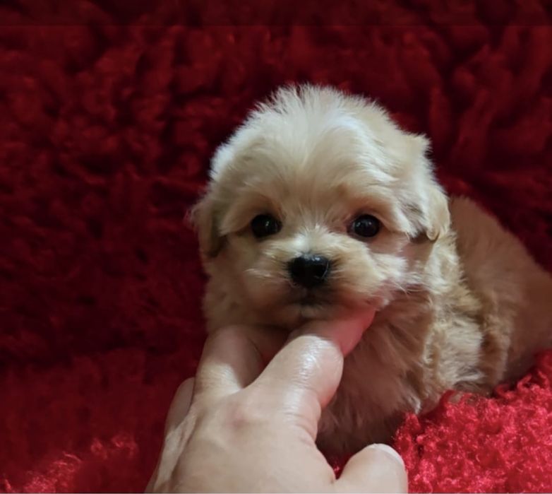 Продам щенков мальтипу