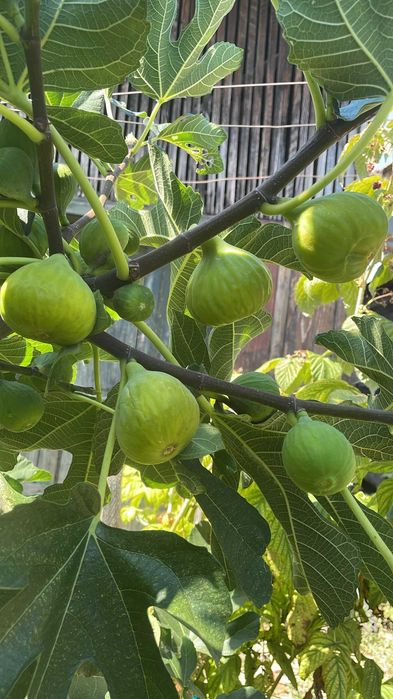 Smochine mari vezi galbui si plante de smochini