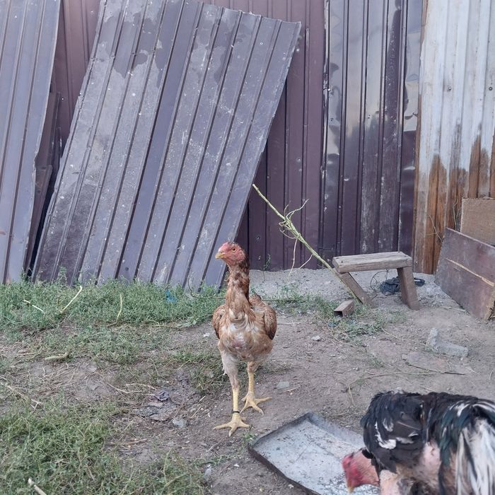 Обмен.          Бар