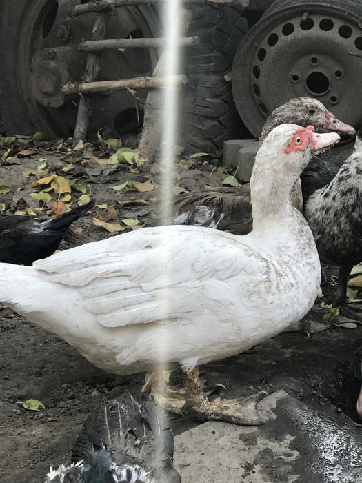 Продаются индоутки