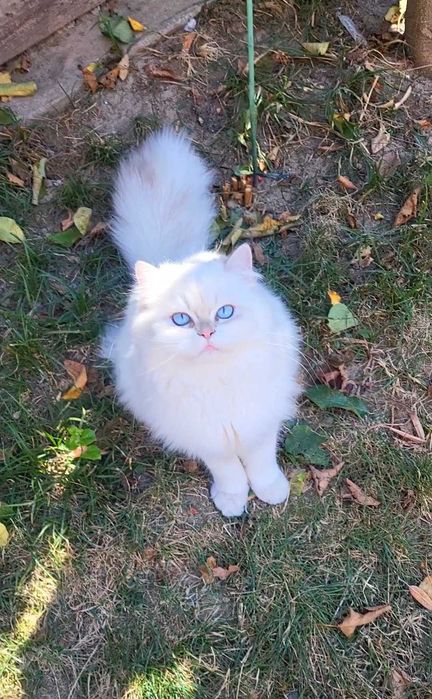 Fetita British Longhair alba cu ochi albastri superba
