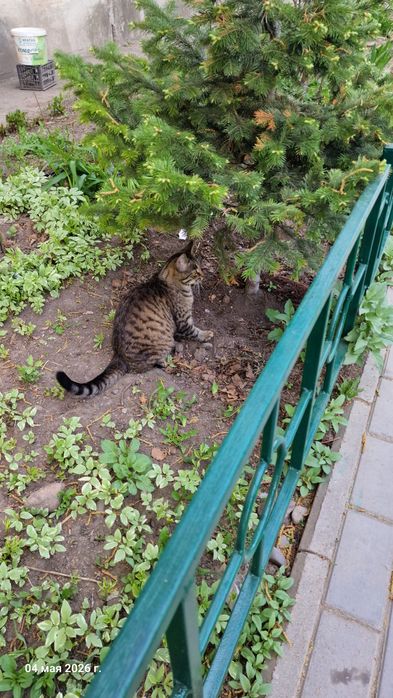 Кошечка и котик ищут добрых хозяев