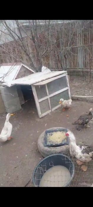 Утка , индаутка .