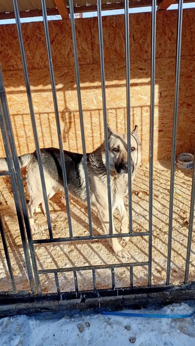 Вязка кобель ВЕО