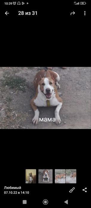 Щенок породы питбуль