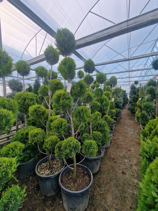 Озеленение ель сосна