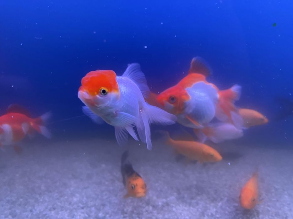 Продаются золотые рыбки