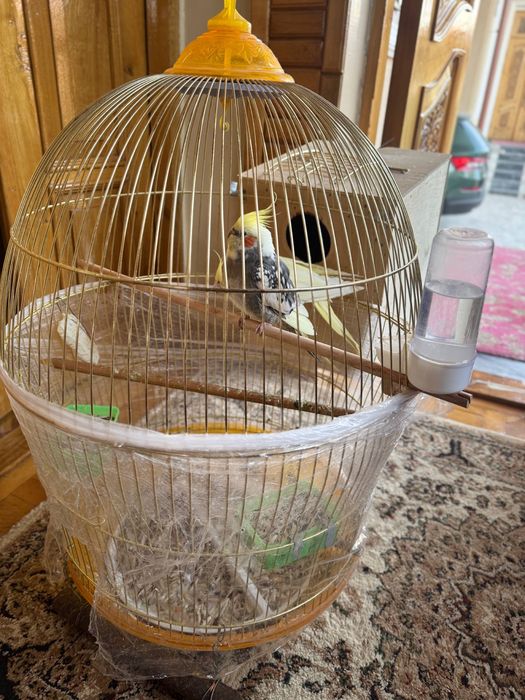 karella popugay sotiladi kletkasi bilan tayyor para