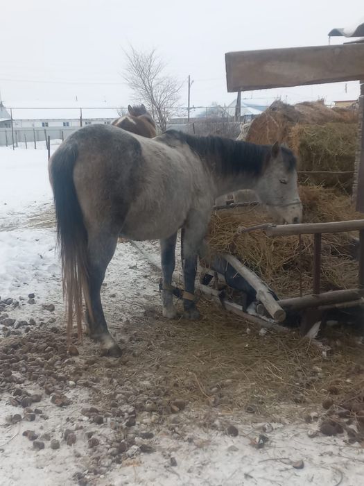 Кабыла с жеребенком