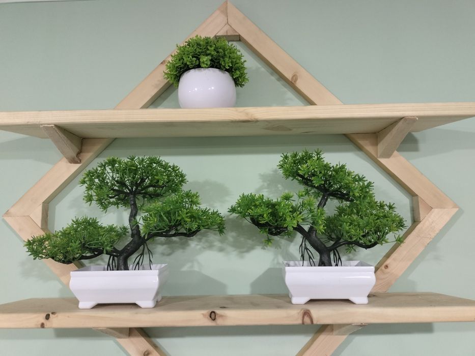 Декоротивные деревья , бонсай