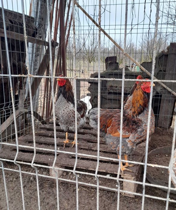 De vinzare  cocoși wyandotte diferite culori