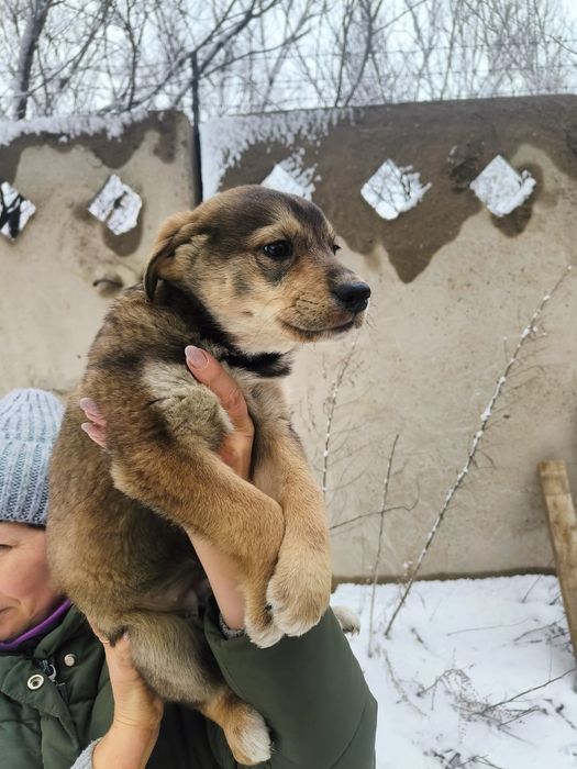 Отдам в добрые руки