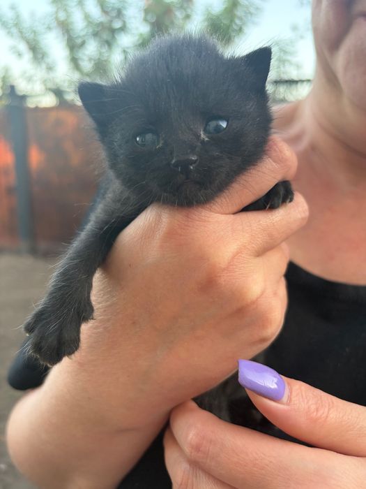 Котята в хорошие руки