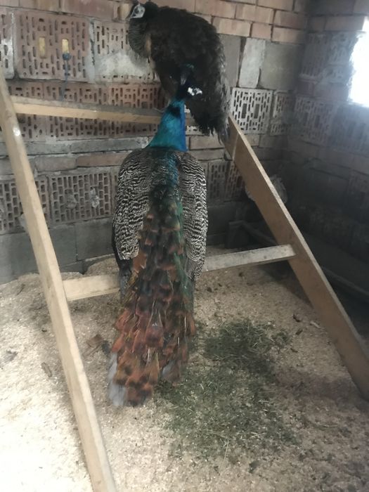 Vand paun in varsta de 2 Ani!