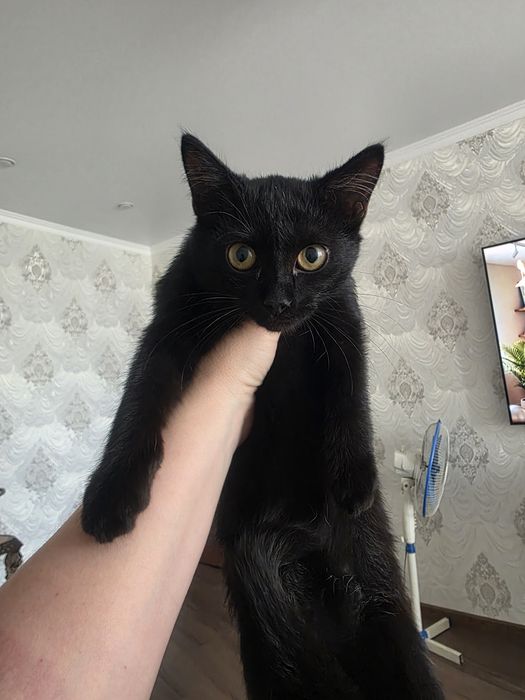 Котенок девочка в самые добрые рукт